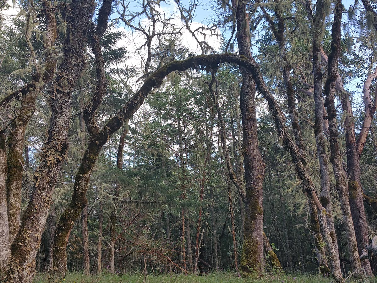 A heavily forested area features a tree that has grown in an arch